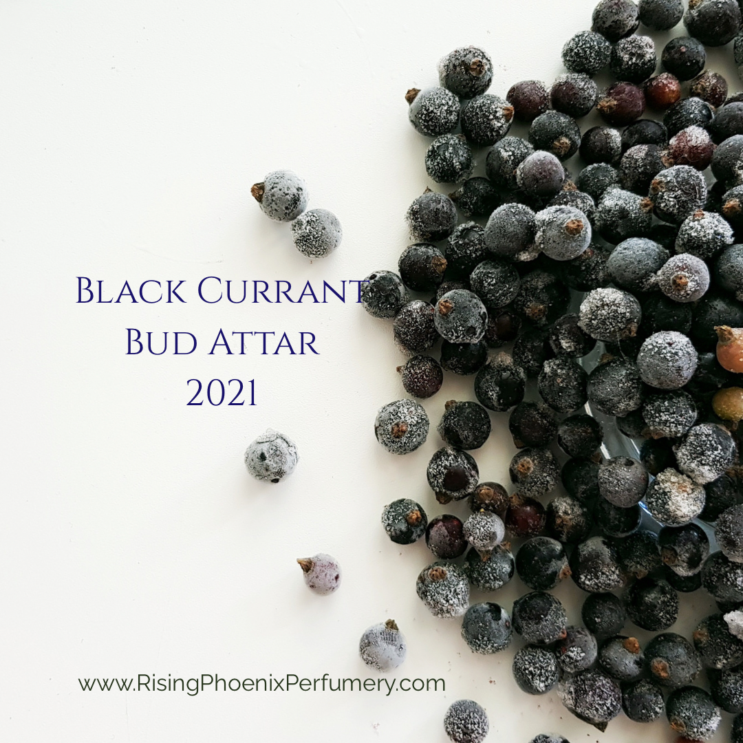 Black Currant Bud Attar 2021 : Sandalwood, and Yuzu - Shibui Attars Series