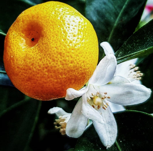 Orange Blossom Attar 2020 : Orange Blossom / Neroli, Sandalwood, and Distilled Orange -Shibui Attars Series - RisingPhoenixPerfumery.com