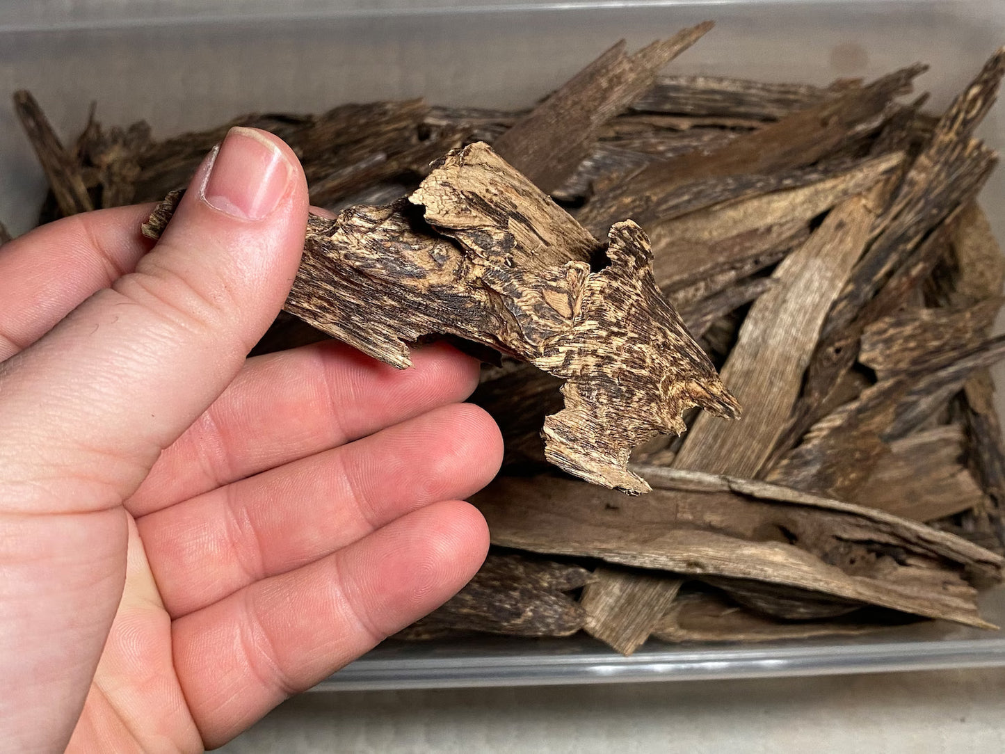 Irau Mountain Beccariana 2021 - Pahang / Perak, West Malaysia : Single Tree Agarwood Chips - Gaharu - Bakhoor al Oudh - RisingPhoenixPerfumery.com