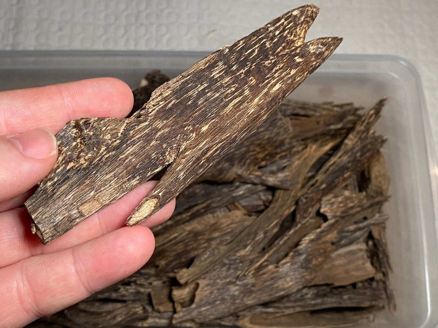 Irau Mountain Beccariana 2021 - Pahang / Perak, West Malaysia : Single Tree Agarwood Chips - Gaharu - Bakhoor al Oudh - RisingPhoenixPerfumery.com