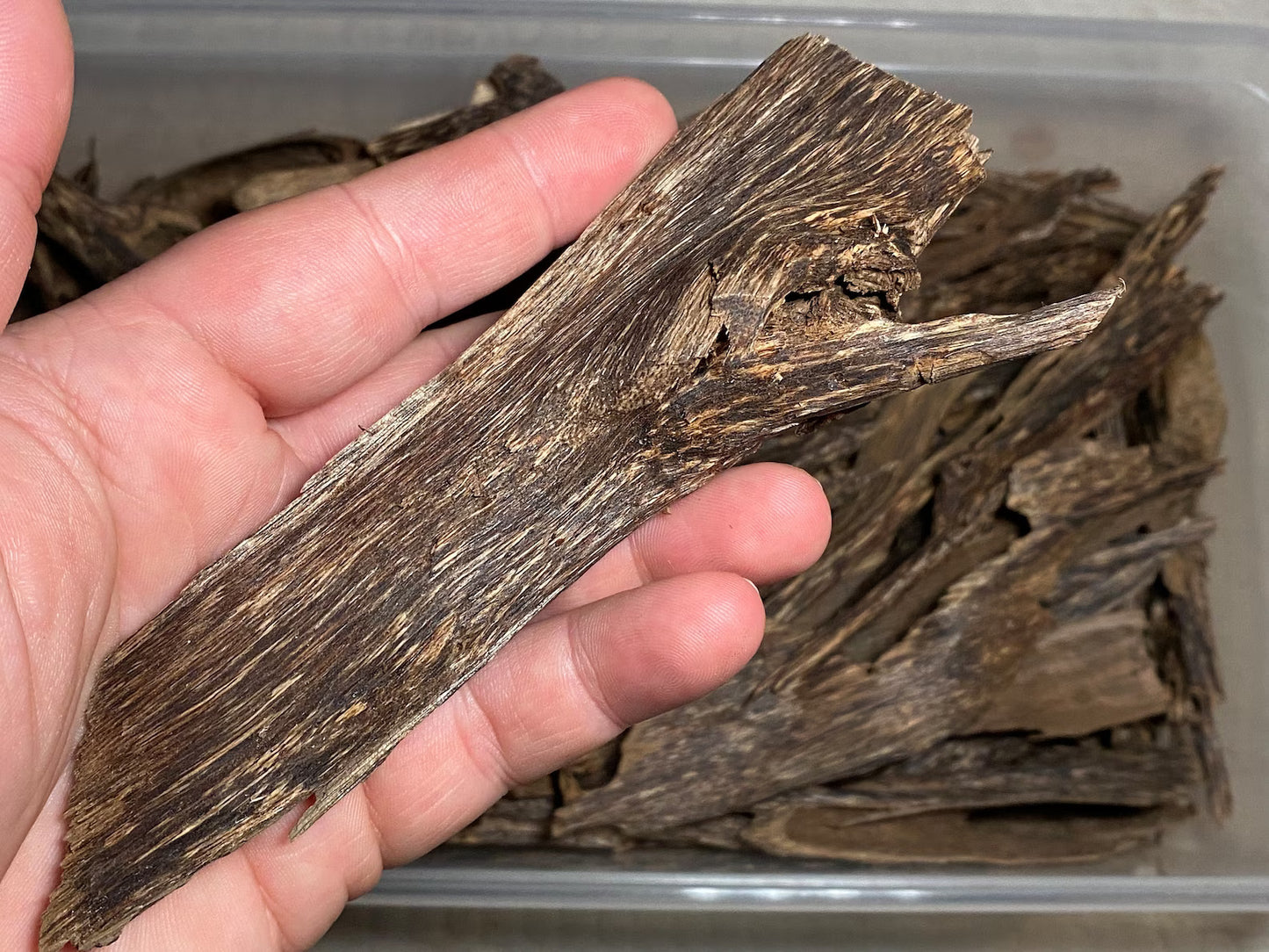 Irau Mountain Beccariana 2021 - Pahang / Perak, West Malaysia : Single Tree Agarwood Chips - Gaharu - Bakhoor al Oudh - RisingPhoenixPerfumery.com