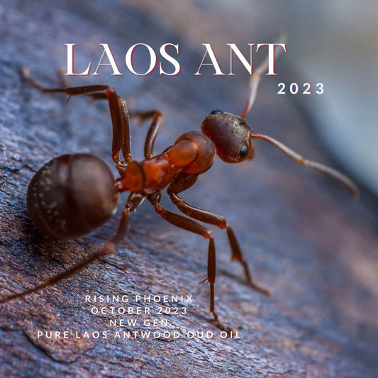 Laos Ant 2023 : New Gen Incense Grade Wild Central Laos Antwood Pure Oud Oil - Dehn al Oudh - Borikhamxay Series - RisingPhoenixPerfumery.com