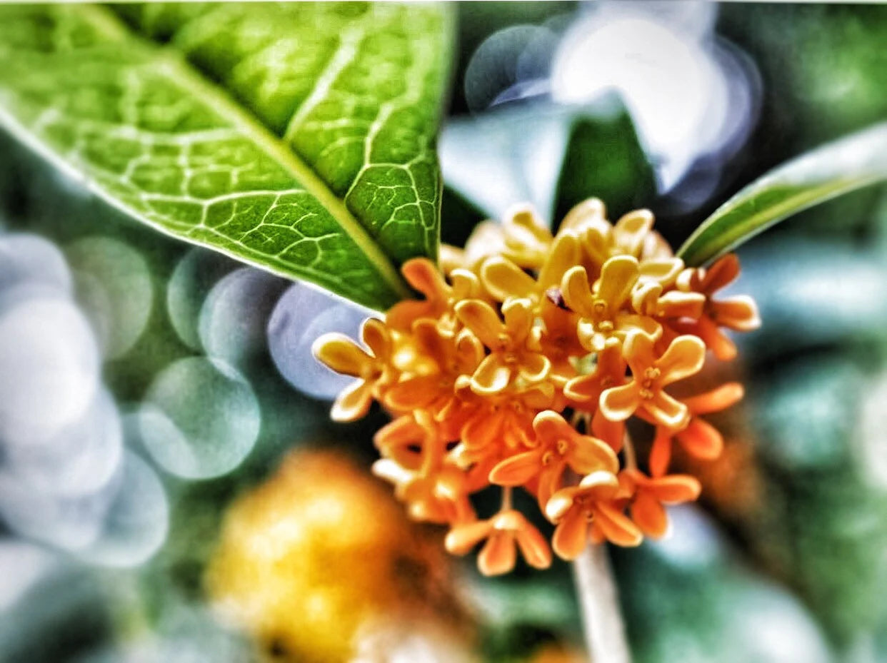 Osmanthus Attar (Fragrant Olive) 2020