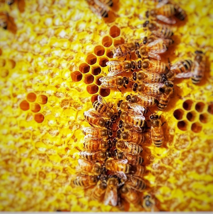 Hive Attar 2020 : Collaboration with Bodhi - RisingPhoenixPerfumery.com