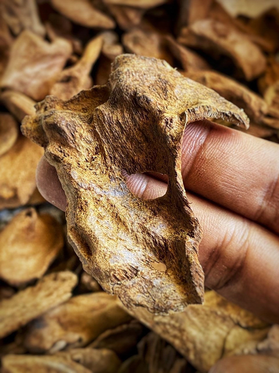 Seram Island Senkoh 2020 : Werinama, East Seram, Maluku Incense Sticks - RisingPhoenixPerfumery.com