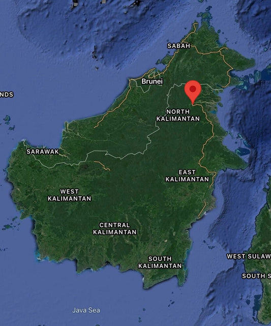 Paking Senkoh 2021 : West of Malinau City Incense Sticks - Northern Borneo/Kalimantan, Indonesian Series - RisingPhoenixPerfumery.com