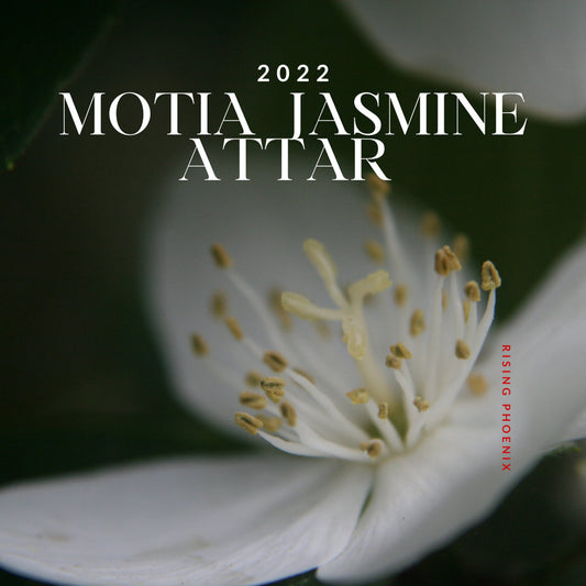Motia Jasmine Attar 2022 - Traditional Indian Attar - RisingPhoenixPerfumery.com