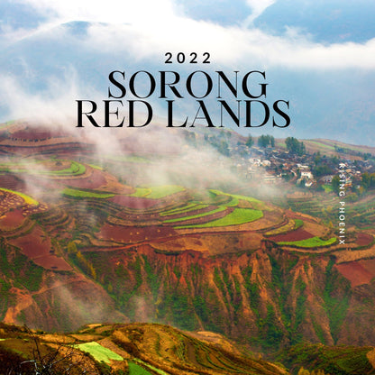 Sorong : Red Lands 2022 - West Papuan Live Tree Filaria Pure Oud Oil - RisingPhoenixPerfumery.com