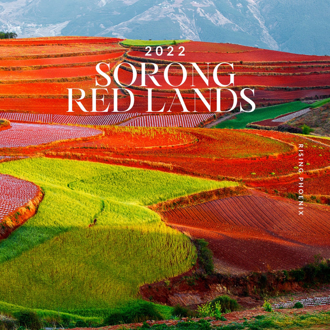 Sorong : Red Lands 2022 - West Papuan Live Tree Filaria Pure Oud Oil - RisingPhoenixPerfumery.com