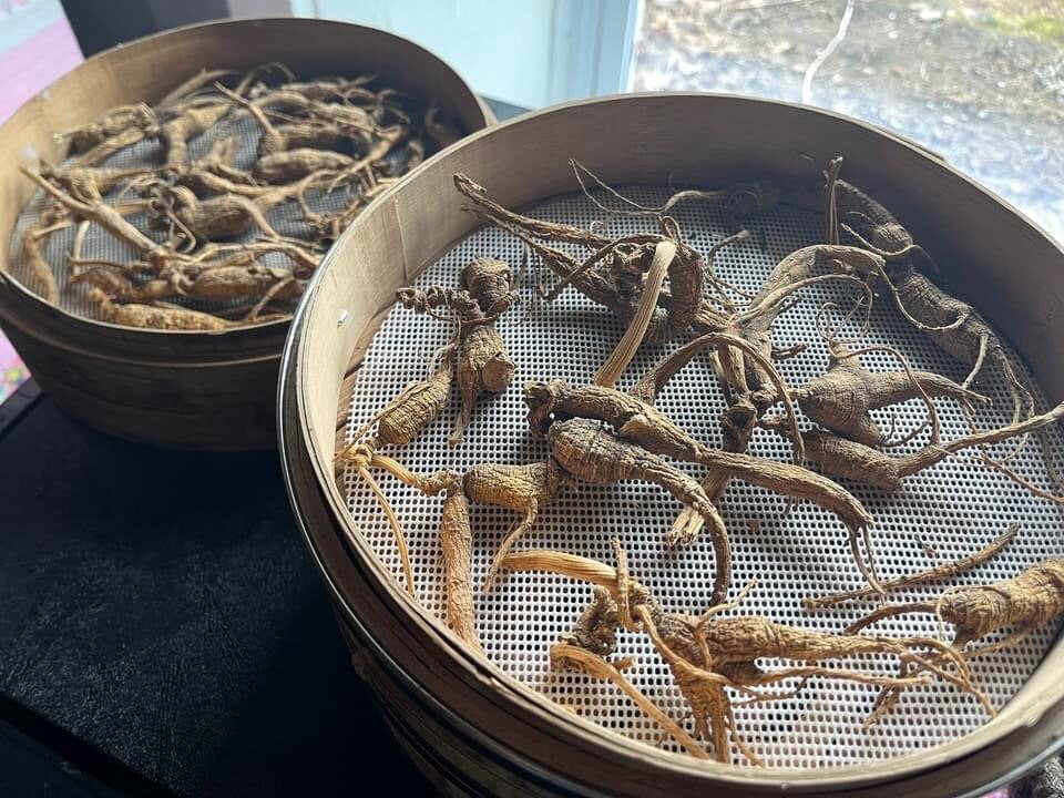 Ancient Black American Ginseng 40-60+ Year Old Roots 10-30g Powder : 9x - Steamed and Powdered Wild American Ginseng - RisingPhoenixPerfumery.com