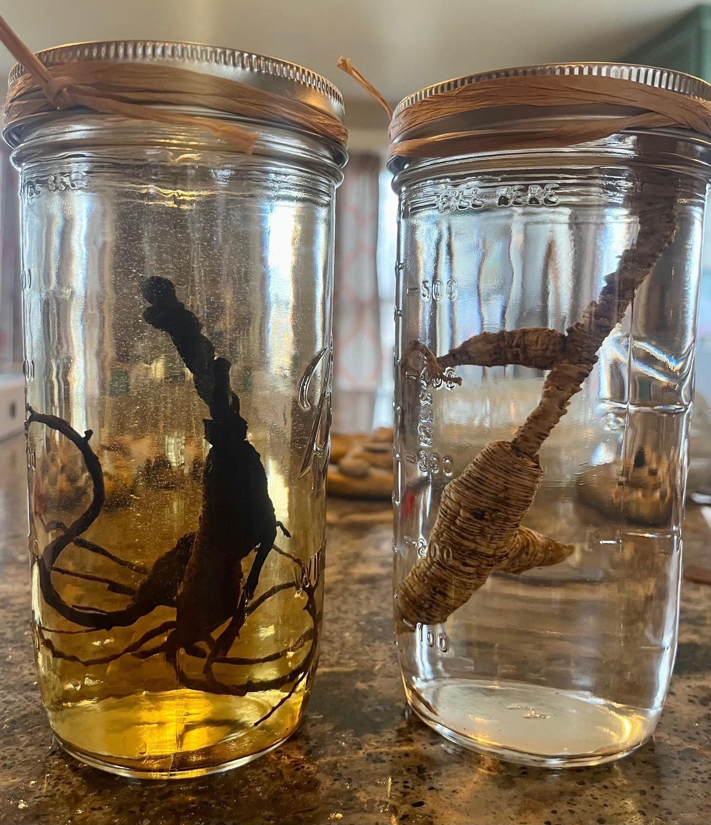 Old Black American Ginseng 20-35+ Year Old Roots 10-30g Powder : 9x - Steamed and Powdered Wild American Ginseng - RisingPhoenixPerfumery.com