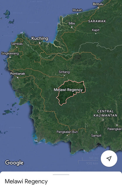 Melawi Kalbar 2022 : West Kalimantan Borneo Island Co-Distillation Malaccensis/Hirta - Pure Oud Oil - Pure Artisan Dehn al Oud - RisingPhoenixPerfumery.com
