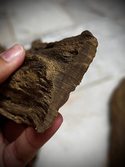 Ant and Clay 2022  - Kuala Pilah - Negeri Sembilan - West Malaysia - Pure Artisan Malay Oud Oil - Dehn al Oud