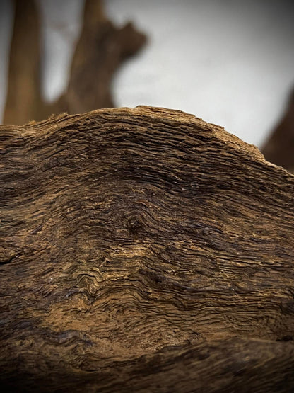 Ant and Clay 2022  - Kuala Pilah - Negeri Sembilan - West Malaysia - Pure Artisan Malay Oud Oil - Dehn al Oud