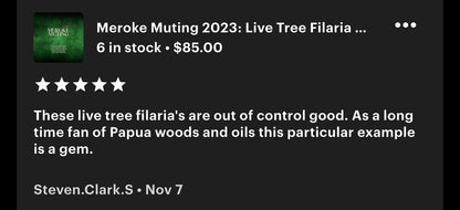 Meroke Muting 2023 - Live Tree Filaria Oud Oil
