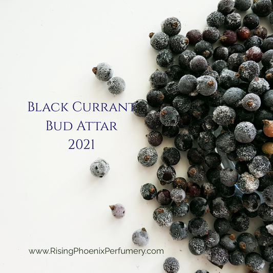 Black Currant Bud Attar 2021 : Sandalwood, and Yuzu - Shibui Attars Series