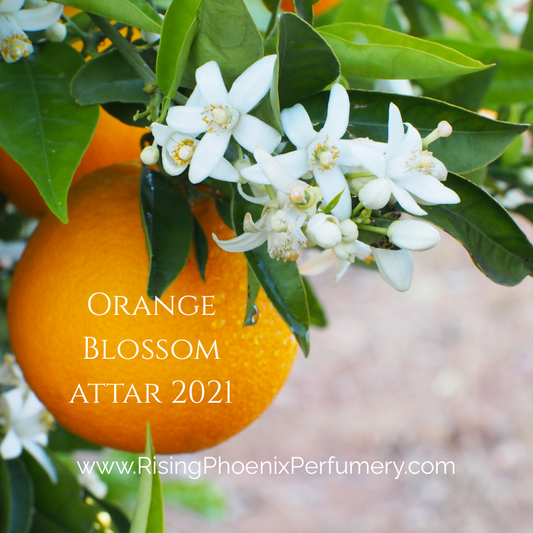 Orange Blossom Attar 2020 : Orange Blossom / Neroli, Sandalwood, and Distilled Orange -Shibui Attars Series