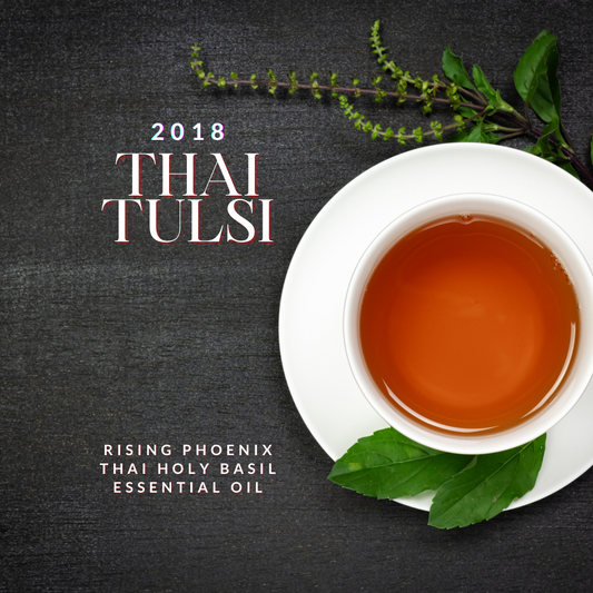 Tulsi 2018 - Thai Holy Basil - Ocinum sanctum - Premium Pure Essential Oil - Rising Phoenix Perfumery
