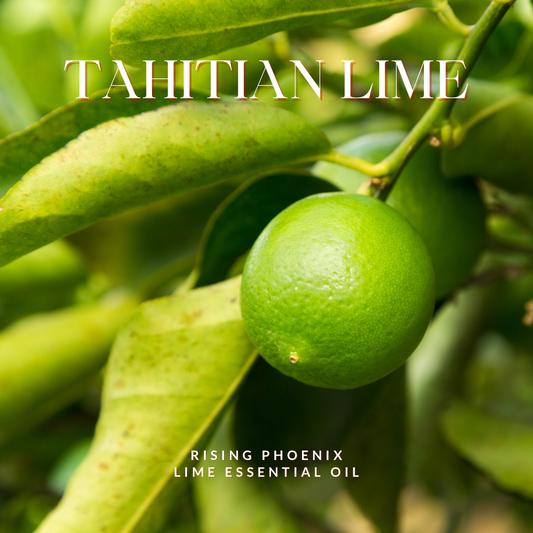 Tahitian Lime - Citrus x latifolia - Premium Pure Essential Oil - Rising Phoenix Perfumery