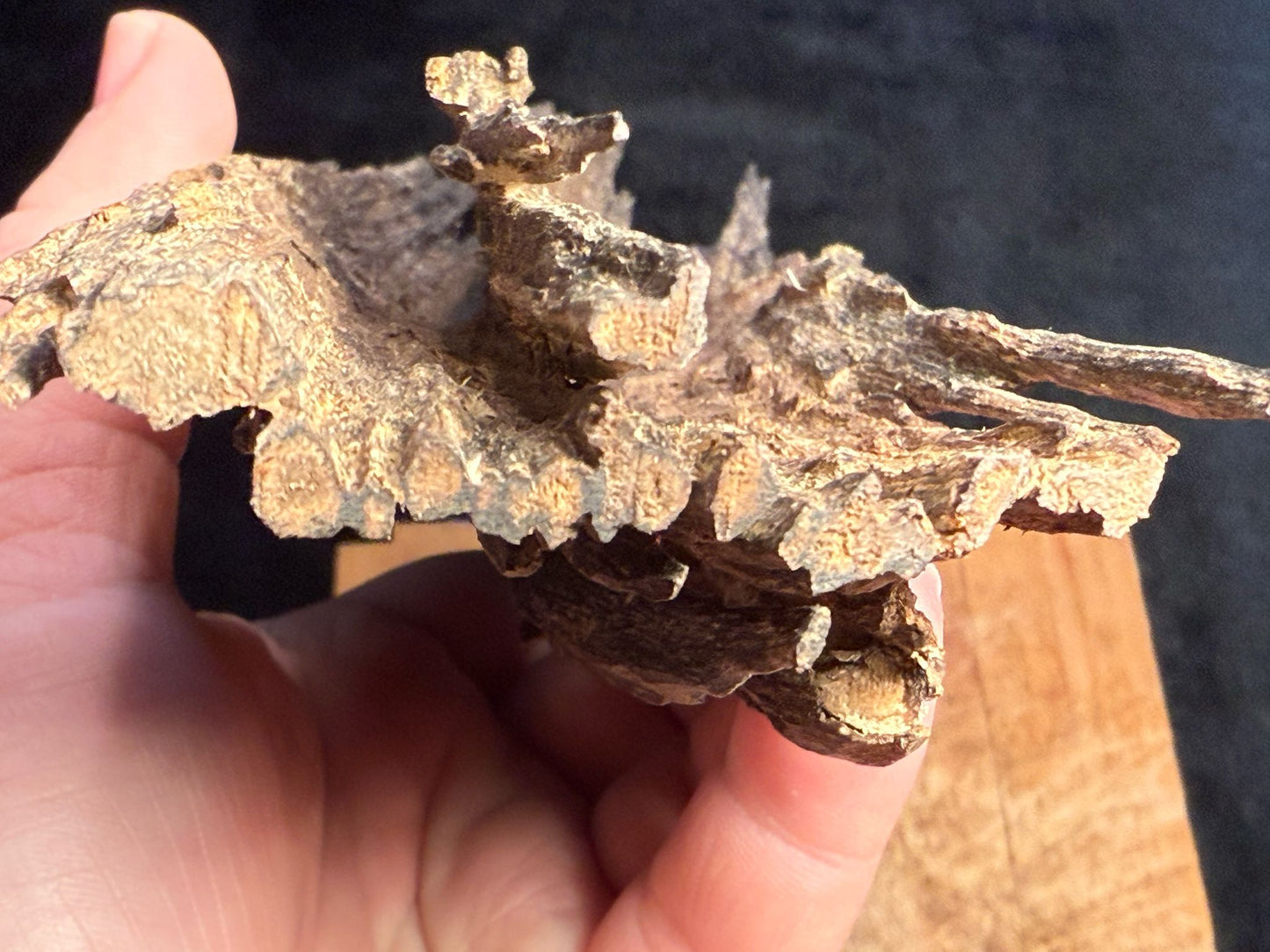 Wild Old Tree Indian Hindi Agarwood - Hmarkhawlien, Assam / Manipur Border (102 gram)