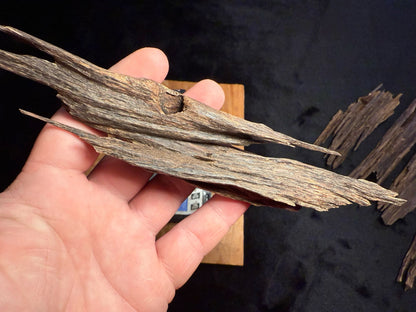 Wild Old Tree Indian Hindi Agarwood - Hmarkhawlien, Assam / Manipur Border (18 grams)