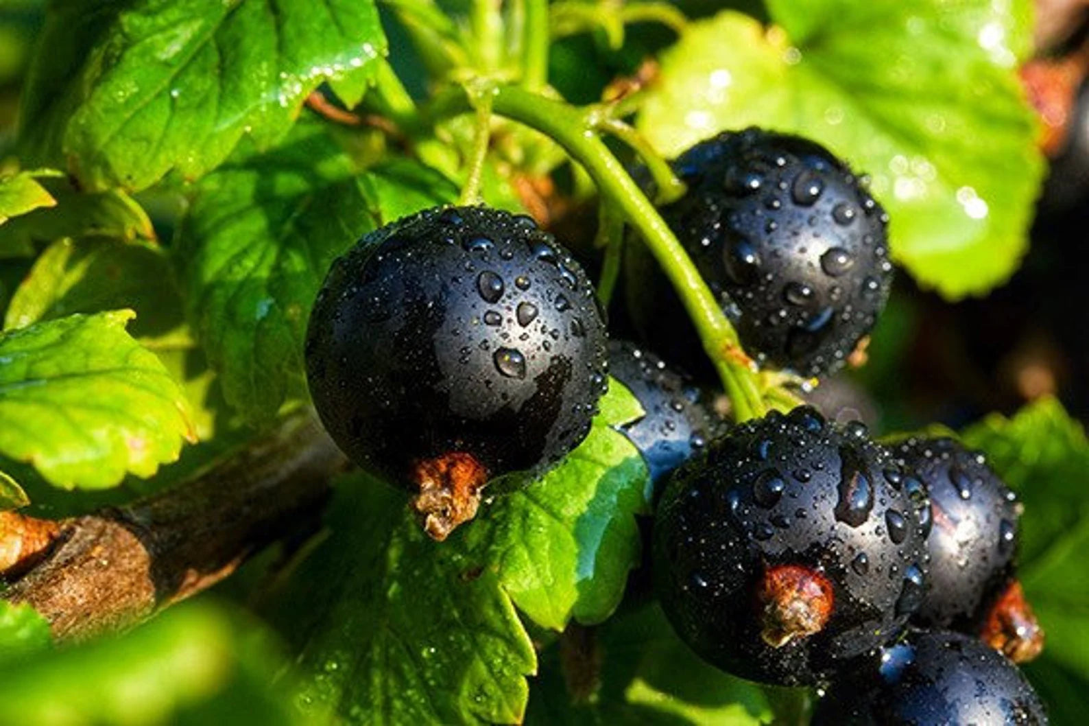 Black Currant Bud Attar 2021 : Sandalwood, and Yuzu - Shibui Attars Series - RisingPhoenixPerfumery.com