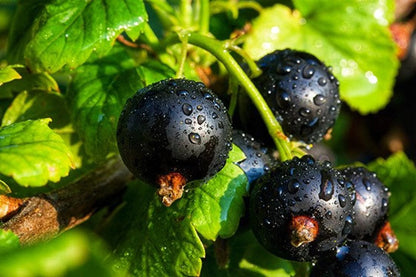 Black Currant Bud Attar 2021 : Sandalwood, and Yuzu - Shibui Attars Series - RisingPhoenixPerfumery.com