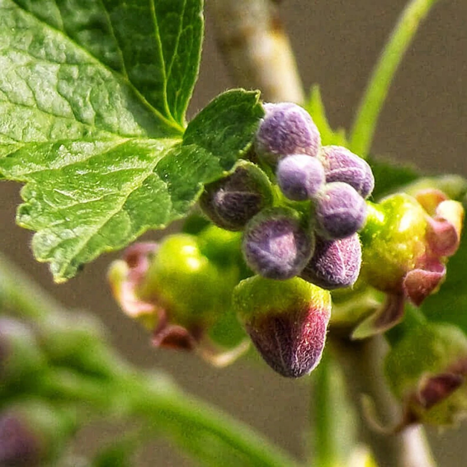 Black Currant Bud Attar 2021 : Sandalwood, and Yuzu - Shibui Attars Series - RisingPhoenixPerfumery.com