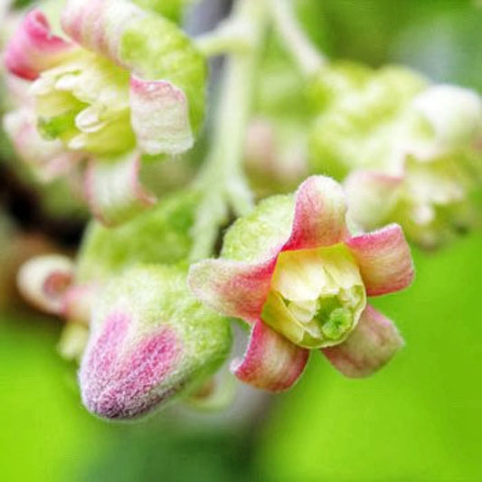 Black Currant Bud Attar 2021 : Sandalwood, and Yuzu - Shibui Attars Series - RisingPhoenixPerfumery.com