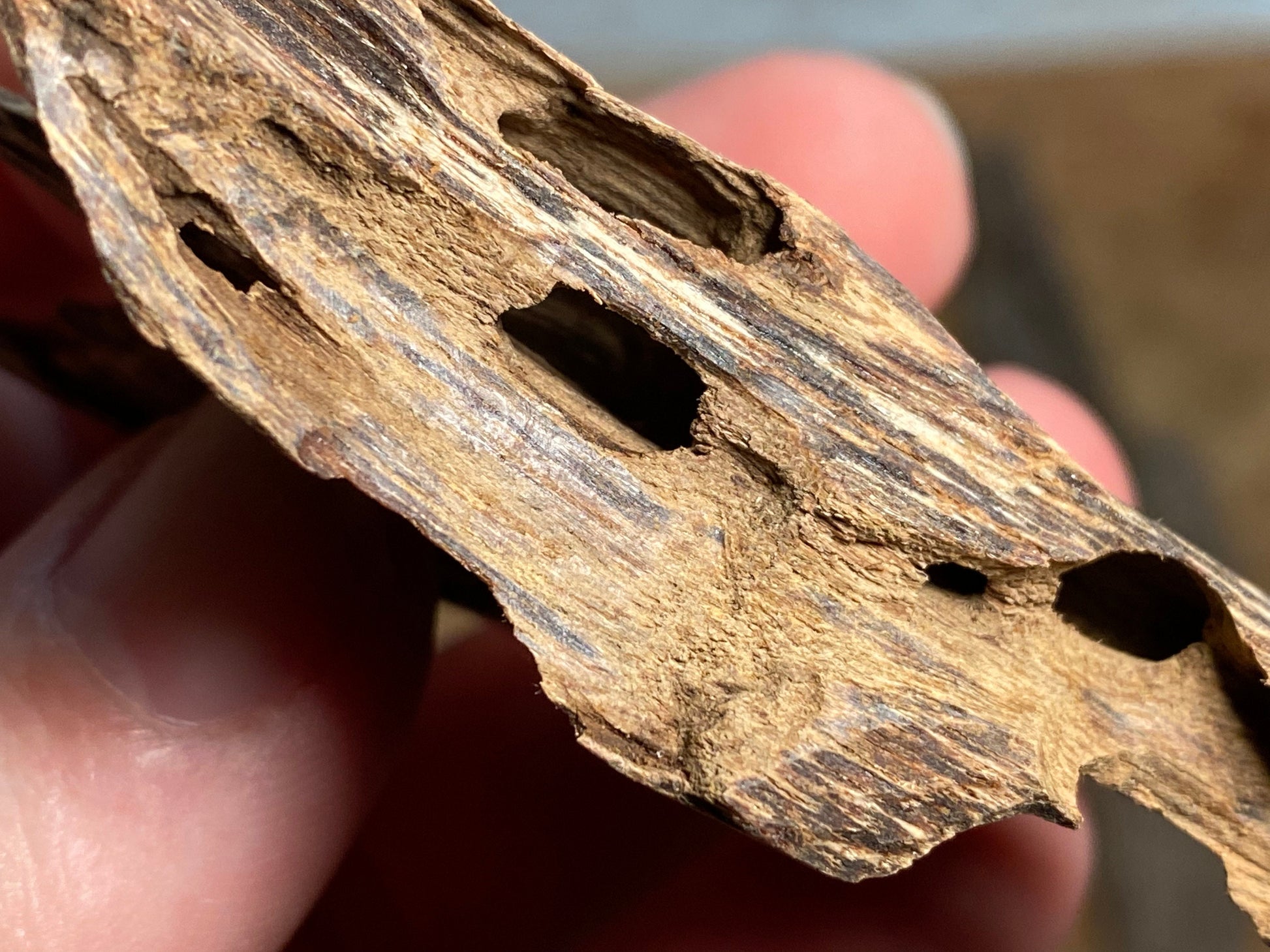 Prachin 2022 Lot 1 Thai Agarwood Chips - Bakhoor al Oudh - RisingPhoenixPerfumery.com