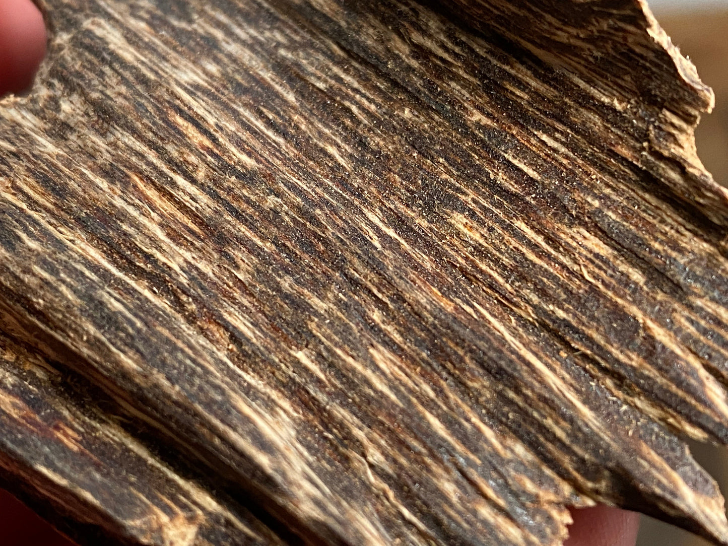 Prachin 2022 Lot 1 Thai Agarwood Chips - Bakhoor al Oudh - RisingPhoenixPerfumery.com
