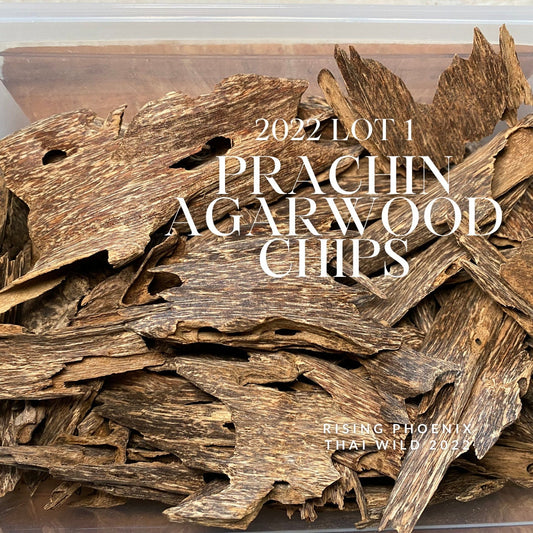 Prachin 2022 Lot 1 Thai Agarwood Chips - Bakhoor al Oudh - RisingPhoenixPerfumery.com