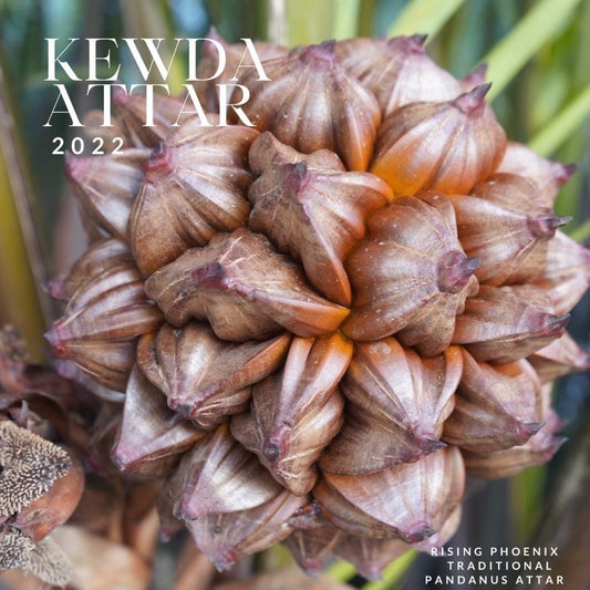 Kewda Attar 2022 : Traditionally Distilled Indian Kewra/Keora Attar -  Premium Distilled Pandanus Otto - Fragrant Screwpine Flower - RisingPhoenixPerfumery.com