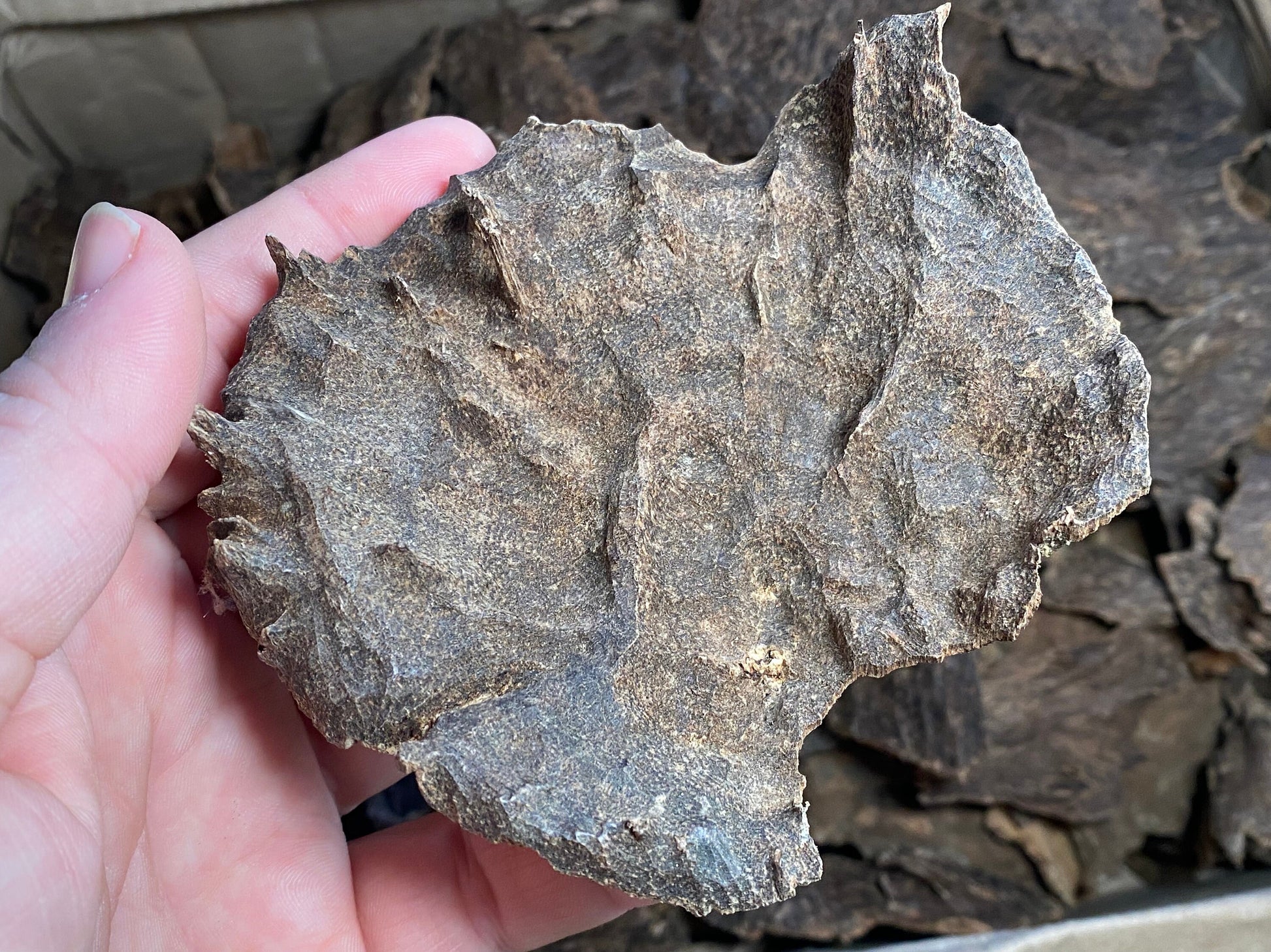 Jiribam Char 2022 Lot 4 - Larger/Thicker Pieces of Manipuri Agarwood - Bakhoor - Indian/Hindi Agarwood - RisingPhoenixPerfumery.com