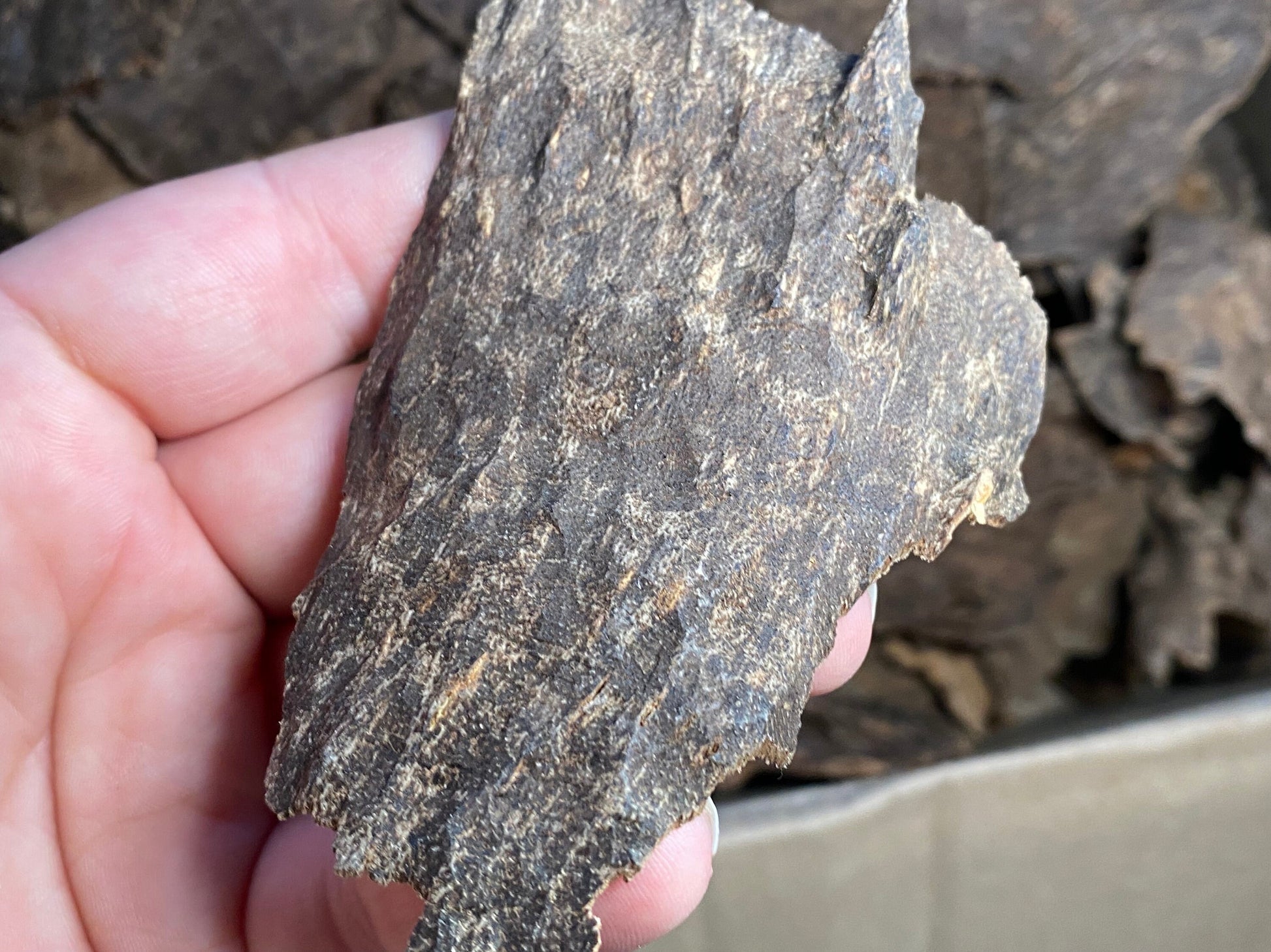 Jiribam Char 2022 Lot 4 - Larger/Thicker Pieces of Manipuri Agarwood - Bakhoor - Indian/Hindi Agarwood - RisingPhoenixPerfumery.com